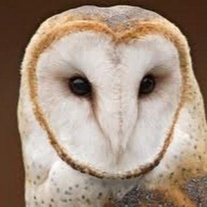 Meet your Posher, Aidan daniel